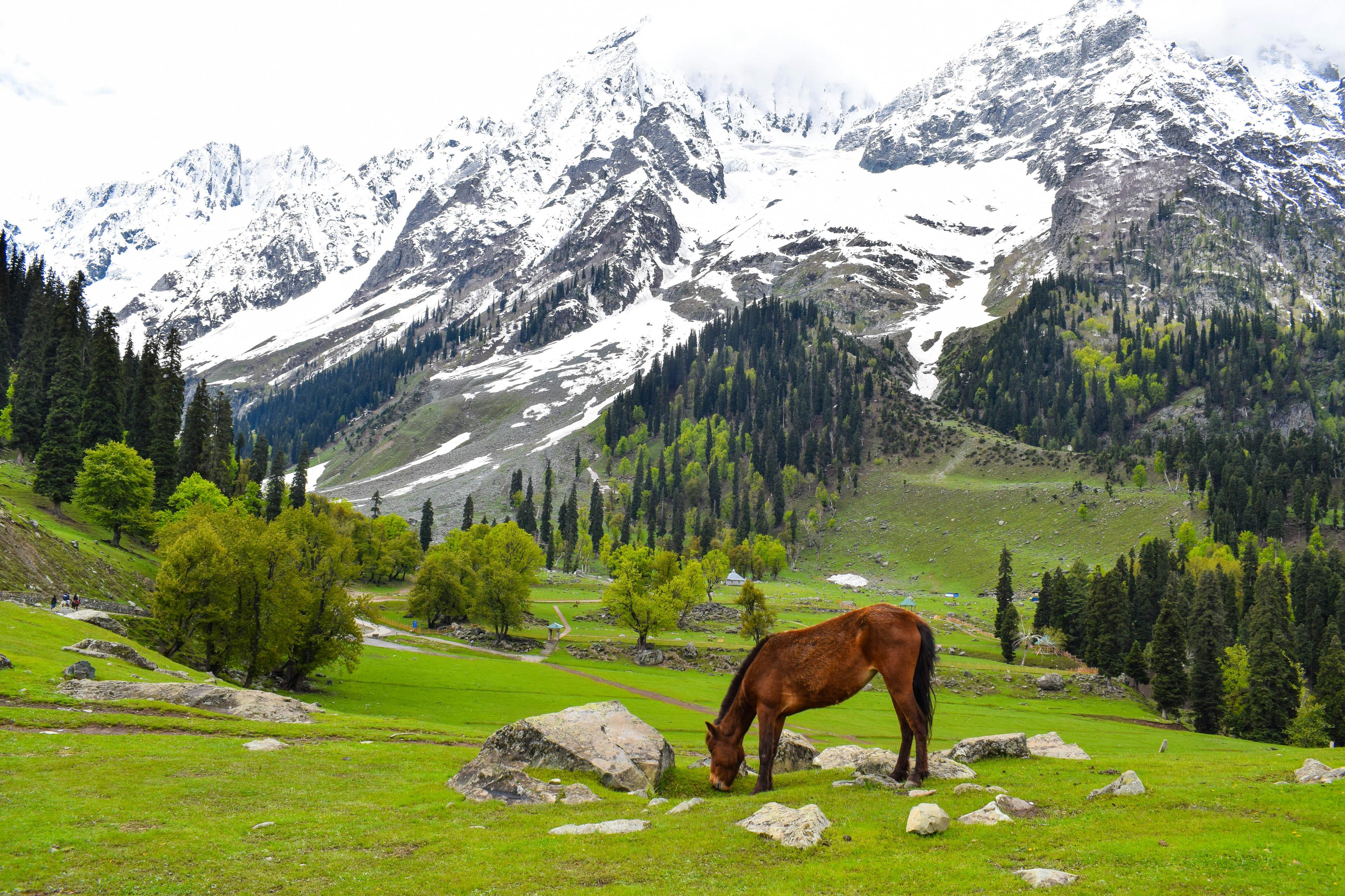 Kashmir Winter Paradise